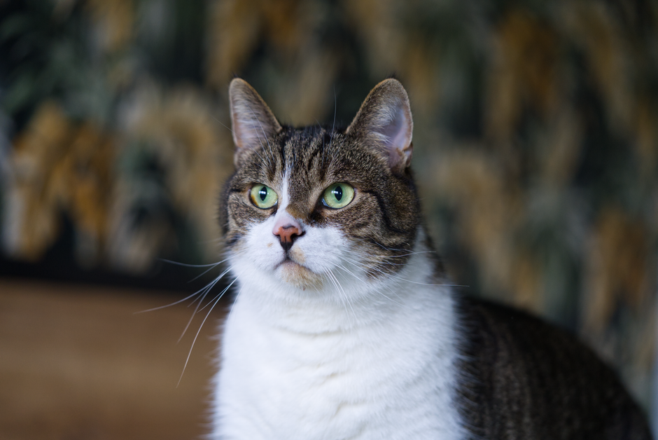 kater likoli